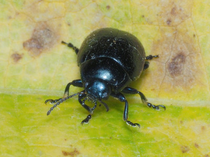 Chrysolina haemoptera (Linnaeus, 1758)
